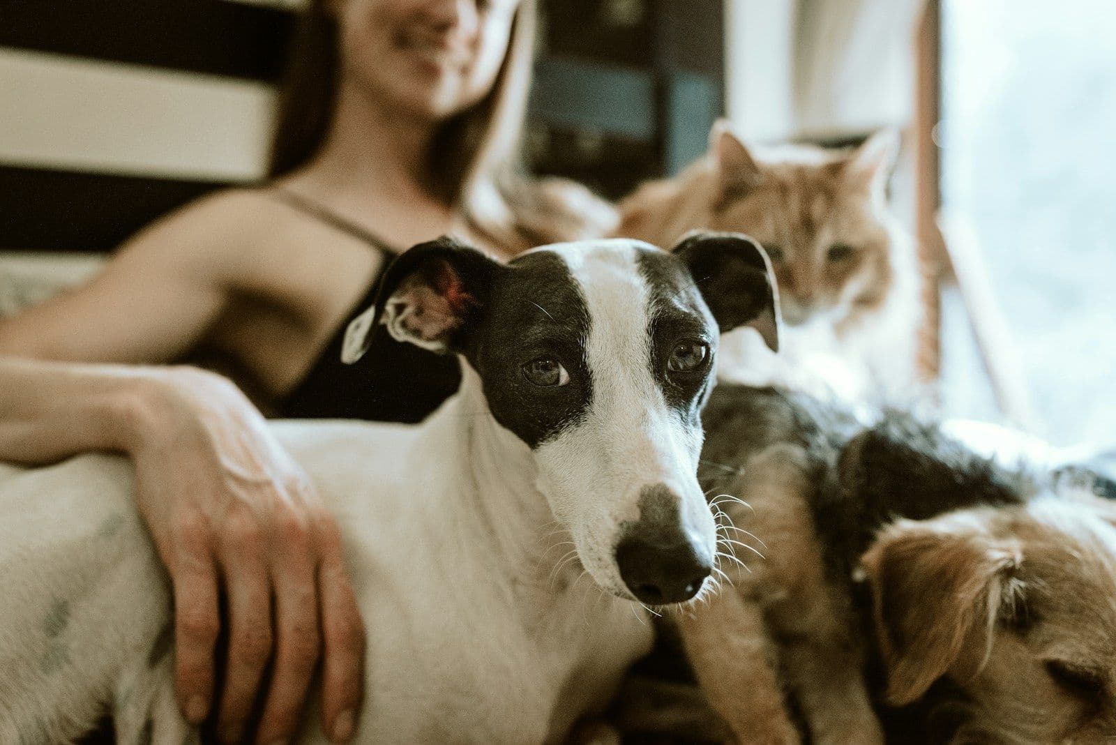 A person on a sofa with a black-and-white dog, a cat and a terrier